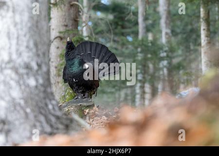 Der König der Wälder in der Frühjahrssaison, Portrait des eurasischen Auerhuhnmännchens (Tetrao urogallus) Stockfoto