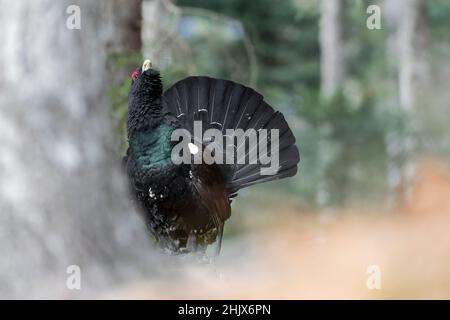 Von Angesicht zu Angesicht mit dem König der Birkhuhnfamilie, bildender Kunst Porträt des westlichen Auerhuhnmännchens (Tetrao urogallus) Stockfoto