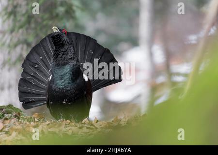 Von Angesicht zu Angesicht mit dem König der Birkhuhnfamilie, bildender Kunst Porträt des westlichen Auerhuhnmännchens (Tetrao urogallus) Stockfoto