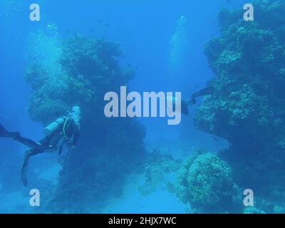Taucher und Korallenriff Stockfoto