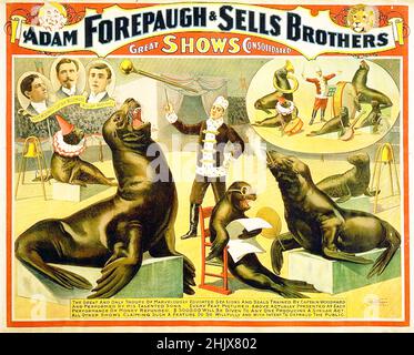 Adam Forepaugh und verkauft Bros Circus Poster - Performing Seals Stockfoto