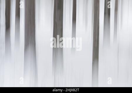 Verschwommene Bäume während der Kamerabewegung Stockfoto