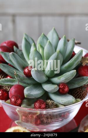 Weihnachtsdekoration mit echeveria Pflanze und bunten Kugeln. Festliche Zeit Stockfoto