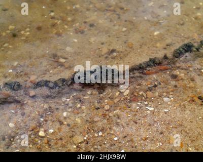 Im Sommer liegt im Fluss ein eisernes Kabel Stockfoto