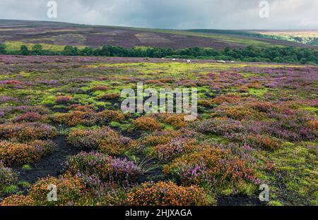 Wildes Heidekraut in voller Blüte über die North York Moors am bewölkten Tag in der Nähe von Goathland, Yorkshire, Großbritannien. Stockfoto