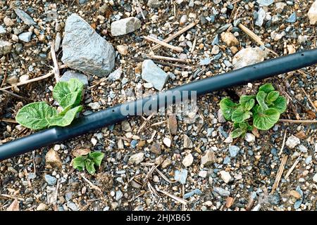 Junge Kartoffelpflanzen, die im Gartenbaugarten mit Tropfbewässerungssystem wachsen. Gartenbau sostenibel. Kleinunternehmen. Arbeiten im Garten als Stockfoto