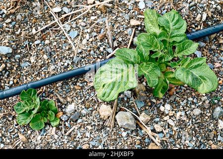 Junge Kartoffelpflanzen, die im Gartenbaugarten mit Tropfbewässerungssystem wachsen. Gartenbau sostenibel. Kleinunternehmen. Arbeiten im Garten als Stockfoto
