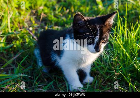 Kleine schwarze lustige Kätzchen im Gras draußen Stockfoto