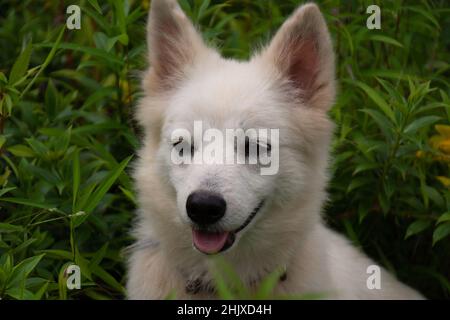 Nahaufnahme eines weißen Tierhundes, der zwischen grünem Gras und Pflanzen im Garten ruht. Stockfoto