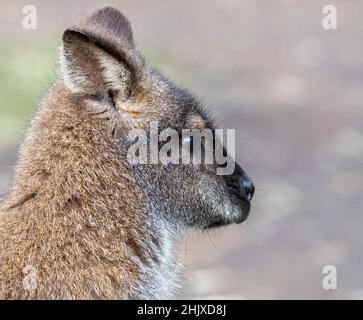 Bennetts Wallaby- oder Rothalsporträt Stockfoto