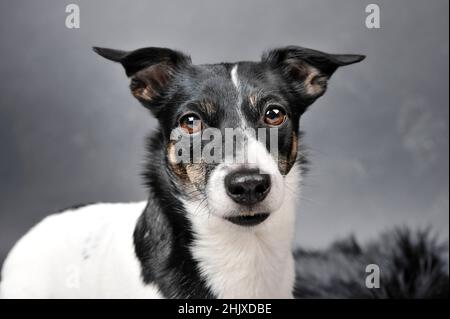 Ein schwarz-weißer Hund mit braunen Augen blickt direkt in die Kamera und steht vor einem grauen Hintergrund. Stockfoto