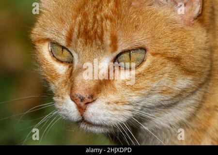 Extreme Nahaufnahme des Gesichts einer Katze mit orangefarbenen Tönen und grünen und orangefarbenen Augen Stockfoto