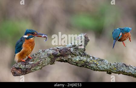 Kingfisher nutzt einen Barsch zum Tauchen, um seine Beute von einem lokalen Bach in der englischen Landschaft zu fangen. Stockfoto