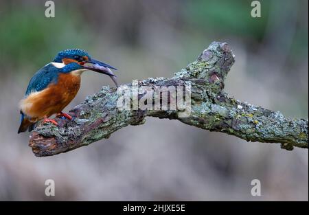 Kingfisher nutzt einen Barsch zum Tauchen, um seine Beute von einem lokalen Bach in der englischen Landschaft zu fangen. Stockfoto