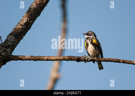 Gelbwühliger (Myrtle)-Waldsänger thronte im Frühjahr in New York auf einem Baumzweig Stockfoto