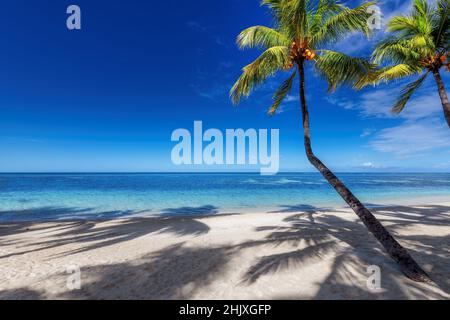 Coco Palmen am tropischen Strand mit weißem Sand und blauem Ozean Stockfoto