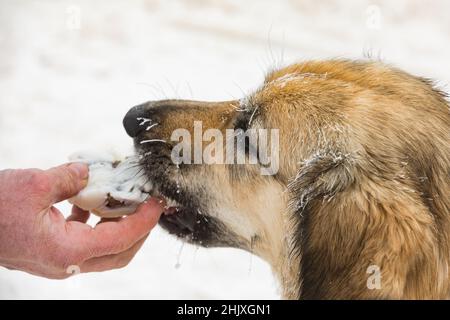 Tschechischer Berghund, Nahaufnahme eines gefrorenen Hundes. Fütterung eines Hundes im Winter. Reif am Schnurrbart des Hundes. Schlittenhunderennen im Winter. Stockfoto