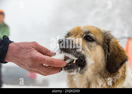 Tschechischer Berghund, Nahaufnahme eines gefrorenen Hundes. Fütterung eines Hundes im Winter. Reif am Schnurrbart des Hundes. Schlittenhunderennen im Winter. Stockfoto