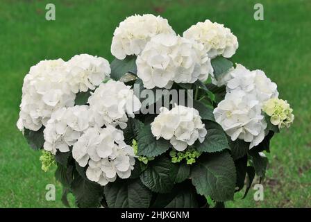 Blüte weiße Hortensien blühen im Blumenbeet. Pflanze mehrjährig mit schönen grünen Blättern. Gattungsart Hydrangea macrophylla. Stockfoto