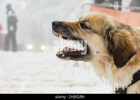 Tschechischer Berghund, Nahaufnahme eines gefrorenen Hundes. Fütterung eines Hundes im Winter. Reif am Schnurrbart des Hundes. Schlittenhunderennen im Winter. Stockfoto