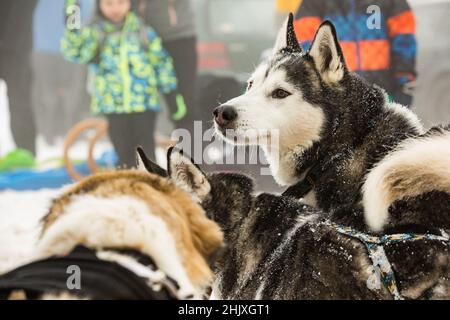 Tschechischer Berghund, Nahaufnahme eines gefrorenen Hundes. Fütterung eines Hundes im Winter. Reif am Schnurrbart des Hundes. Schlittenhunderennen im Winter. Stockfoto