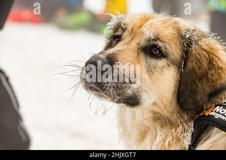 Tschechischer Berghund, Nahaufnahme eines gefrorenen Hundes. Fütterung eines Hundes im Winter. Reif am Schnurrbart des Hundes. Schlittenhunderennen im Winter. Stockfoto