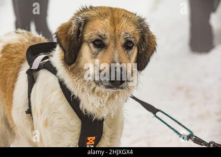 Tschechischer Berghund, Nahaufnahme eines gefrorenen Hundes. Fütterung eines Hundes im Winter. Reif am Schnurrbart des Hundes. Schlittenhunderennen im Winter. Stockfoto