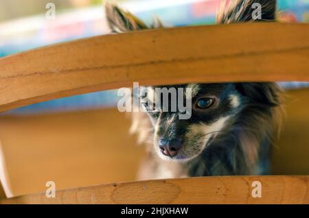 Traurige Schokolade Langhaar chihuahua Blick durch die Rückseite eines Holzstuhls Stockfoto