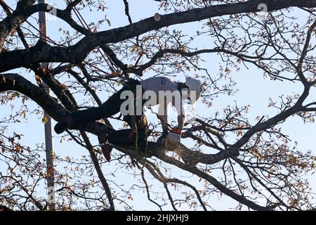 Baumchirurg, der mit einer Kettensäge im Baum arbeitet Stockfoto
