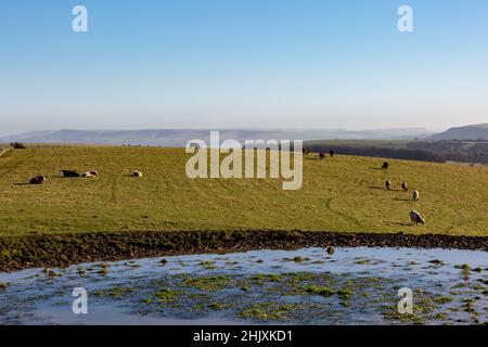 Rinder weiden um einen Taupeich, auf Ditchling Beacon in den South Downs Stockfoto