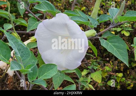 Die Trompete von Datura Angel. Weiße Blumen in Bio-Garten mit verschwommenem Effekt Hintergrund. Nahaufnahme. Stockfoto