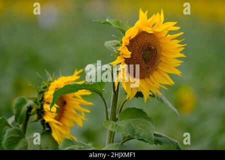 Sonnenblumen sind in der Regel hohe einjährige oder mehrjährige Pflanzen, die bei einigen Arten bis zu einer Höhe von 300 cm (120 in) oder mehr wachsen können. Sie tragen eine oder mehrere Wid Stockfoto