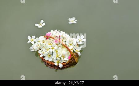 Stinkende Jasminringe in einem handgefertigten Korb, der im Wasser schwimmt Stockfoto