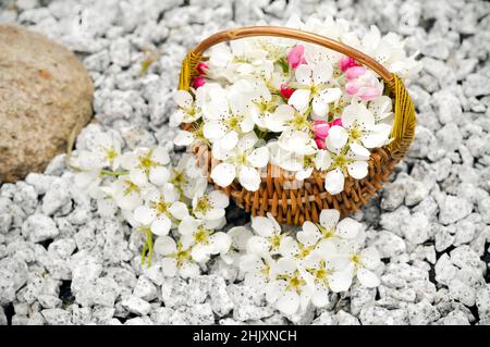 Stinkende Jasminringe in einem handgefertigten Korb, der im Wasser schwimmt Stockfoto