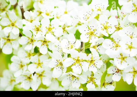 Stinkende Jasminringe in einem handgefertigten Korb, der im Wasser schwimmt Stockfoto