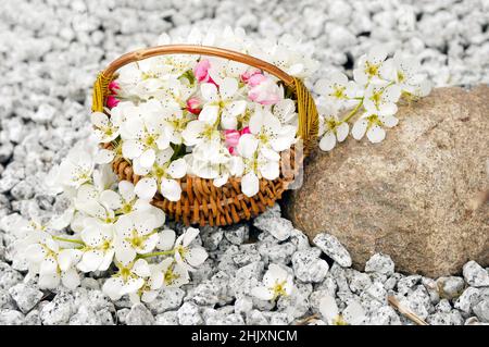 Stinkende Jasminringe in einem handgefertigten Korb, der im Wasser schwimmt Stockfoto