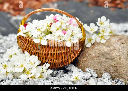 Stinkende Jasminringe in einem handgefertigten Korb, der im Wasser schwimmt Stockfoto