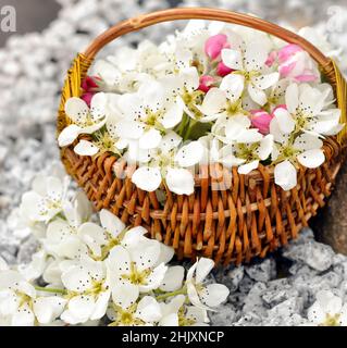 Stinkende Jasminringe in einem handgefertigten Korb, der im Wasser schwimmt Stockfoto