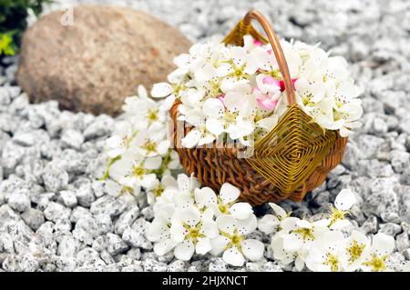 Stinkende Jasminringe in einem handgefertigten Korb, der im Wasser schwimmt Stockfoto