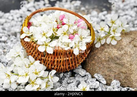 Stinkende Jasminringe in einem handgefertigten Korb, der im Wasser schwimmt Stockfoto