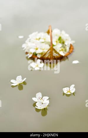 Stinkende Jasminringe in einem handgefertigten Korb, der im Wasser schwimmt Stockfoto