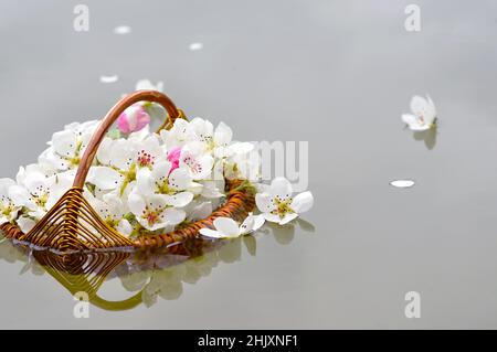 Stinkende Jasminringe in einem handgefertigten Korb, der im Wasser schwimmt Stockfoto