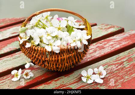 Stinkende Jasminringe in einem handgefertigten Korb, der im Wasser schwimmt Stockfoto