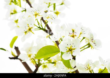 Stinkende Jasminringe in einem handgefertigten Korb, der im Wasser schwimmt Stockfoto
