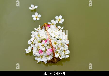 Stinkende Jasminringe in einem handgefertigten Korb, der im Wasser schwimmt Stockfoto