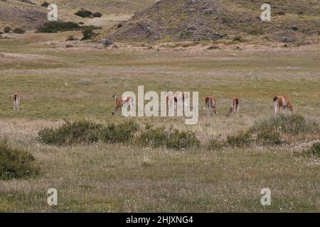 Guanacos im Torres del Paine Park, Chile Stockfoto