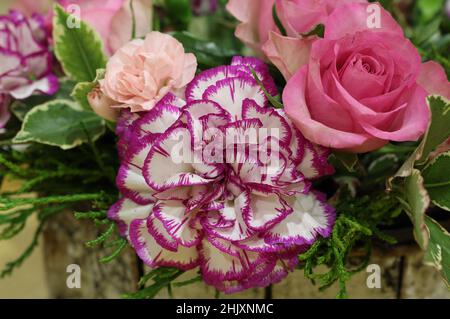 Nahaufnahme der Weißen Nelken mit violett gesäumten Blütenblättern Stockfoto