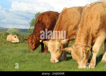 Charolais und Limousin züchten Rinder, die auf Ackerland im ländlichen Irland grasen Stockfoto