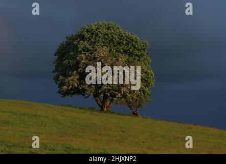 Weißbeam-Baum am Hang vor dem Hintergrund des bewölkten Himmels auf dem Feld im ländlichen Irland Stockfoto