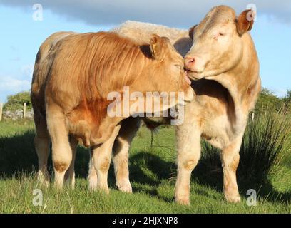 Zwei Charolais züchten Rinder - eines, das andere, auf Ackerland im ländlichen Irland Stockfoto